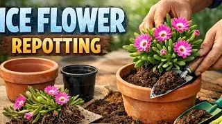 Ice Flower Repotting Ka Sahi Tarika | How to repot Ice Flower in Hindi | Best repotting tips
