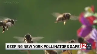 Grants awarded for pollinator conservation efforts, including Chemung nonprofit