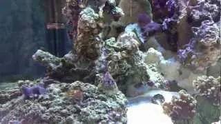 Biocube 29 Reef Aquarium- My New Reef