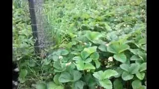 Spring Garden Growing: Helioforge