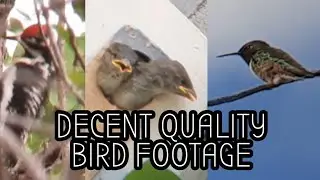 A Sapsucker, Sparrow Parents Feeding Their Chicks, Waxwings and a Humming Bird