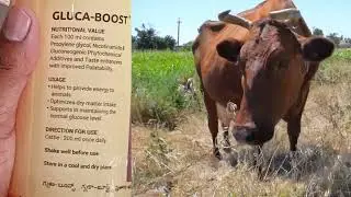 Gulcaboost Energy Tonic for Cows | Boosts Milk Yield, Immunity & Strength Naturally.