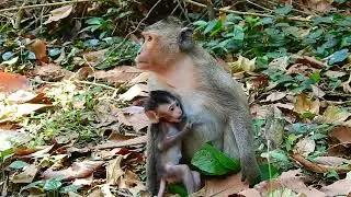 baby monkey request milk mom