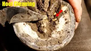 Deep Cleaning a Neglected Horse Hoof | Farrier Work