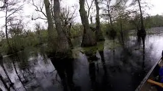 Merchants Millpond 8ft Alligator Encounter
