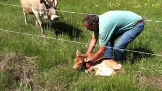 Finding the Lost Calf