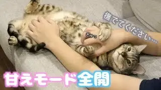 猫飼ってる人はこの動画の奥さんと同じことしてる説