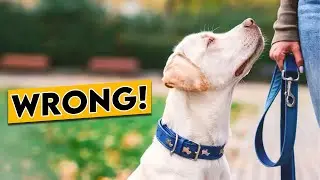 5 Biggest Mistakes Dog Owners Make - (This Will Damage Your Bond)