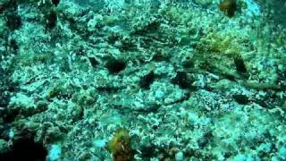Muricopsis_withrowi_02.MPG