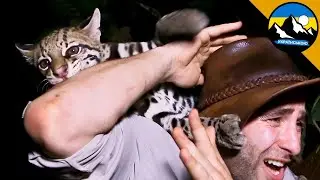 НАПАД ОЦЕЛОТА 🐾 Дикі тварини у реальному житті | Brave Wilderness Українською