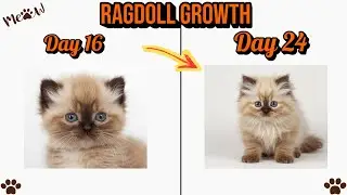 Ragdoll Cat Growth Stages 🔥 | From Day 1 to Day 60 | Cute to Majestic