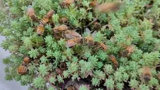 Experiment &brvbar; Winter Management for Bees.