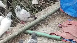 এই শিতে কবুতরের খারাপ অবস্থা 