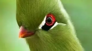 The most beautiful animals and the 🌎 #video 