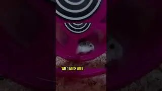 Wild Mice Choose to Run on a Wheel for Their Own Enjoyment, Researchers Find