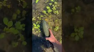 Skinny fish needs to bulk up
