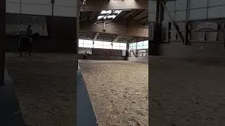 Traber trabt Traversale rechts