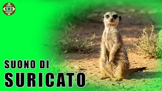 Il suono del Suricato: La vera voce della savana &ndash; SUONI DI ANIMALI 🐾