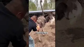 Почему страусиные яйца зависают в воздухе! 🦤🥚😱