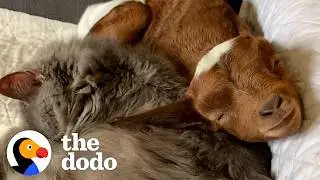 Козлёнок, воспитанный кошкой, теперь тоже считает себя кошкой | The Dodo