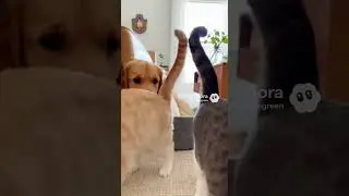 The cat paused near the end 😺 #shorts