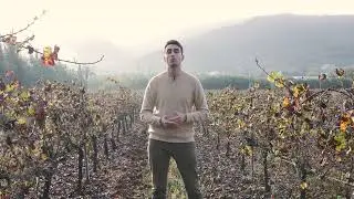 Cicadelles Jacobiasca lybica et Empoasca vitis : un risque croissant pour la vigne en m&eacute;diterran&eacute;e