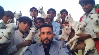 Top Class Barbari Goat Kids | Complete Documentary|Cargo Available