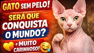 Gato Sphynx: Tudo Sobre o Gato Sem Pelo | Vale a Pena Ter?