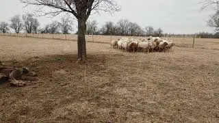 Post Partem Sheep Training
