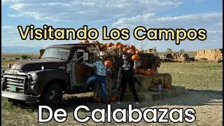 Así Son Los Campos Para Recolectar Calabazas Para El Día De Halloween.🙏🇺🇸⛪️☺️