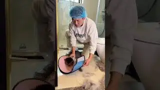 成都上門洗貓 藍貓真的是又兇又胖！你們家的藍貓也這麼兇和胖嗎？ #上門洗貓 #喵驚喜 #藍貓 #萬物可愛計劃 #貓咪洗護