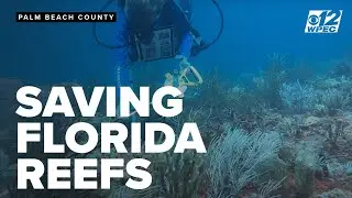 Marine researchers lead coral conservation efforts in Florida