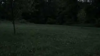 lightning bugs at evening