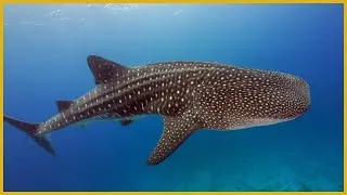 Whale Shark: The Gentle Giant of the Ocean