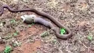 Just another Aussie smoko!  Watch an Australian Eastern Brown snake swallowing a rabbit.