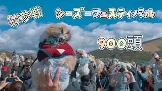 シーズーフェスティバルに行ってみた♪♪