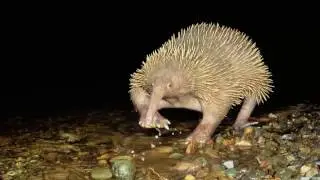 Inyoka - Echidna
