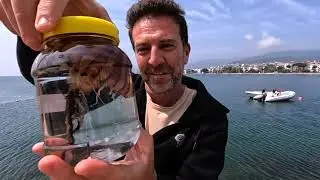 Pusula Denizanası (Compass jellyfish) Marmara'da