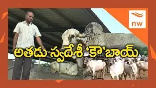 Vishakapatnam Lawyer Harish Kumar Protecting Swadeshi Cows | Swadeshi Dairy | New Waves