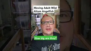 Moving Adult Wild Altum Angelfish: How Big Are They? #aquarium #angelfishtank #altum