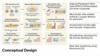 Tissue Engineering Brain Test Model Research Proposal