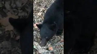 Black Bear Encounter while deer hunting!