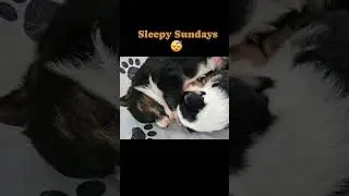 Sleepy Sundays with corgis