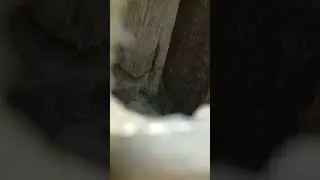 Inside a Philadelphia Stone Foundation Basement that has been damaged by water and moisture.