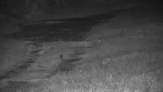 Djuma: Water Thick-knee in the road calling - 03:35 - 10/03/2023