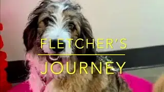 Autism Service Dog Fletcher has graduated!