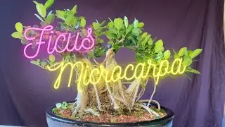 Ficus Microcarpa. Green Island Ficus pruned and wire removed.