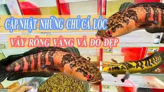 UPDATED LIST OF BEAUTIFUL, EASY-TO-RAISE GOLDEN AND RED DRAGON SNAKEHEAD FISH VARIETIES #chana #c...