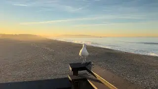 January 20, 2026: My morning walk in gratitude&hellip;