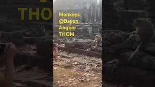 Monkeys at bayon temple on a photography workshop #cambodia #monkey #monkeyvideo #angkorwat